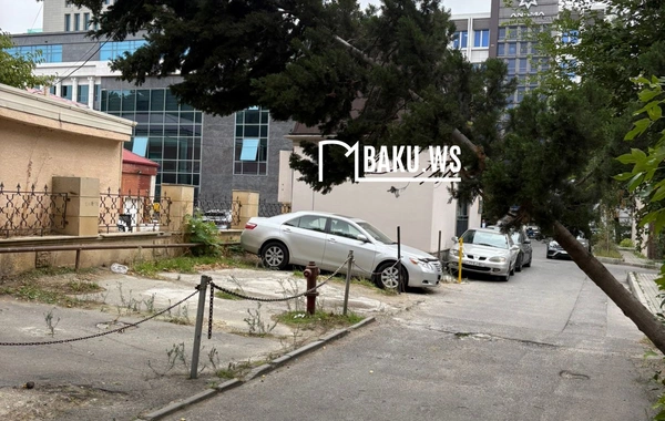 Bakının mərkəzində 6 aydır təhlükə saçan AĞAC: - Rəy verilib, tədbir görən yoxdur