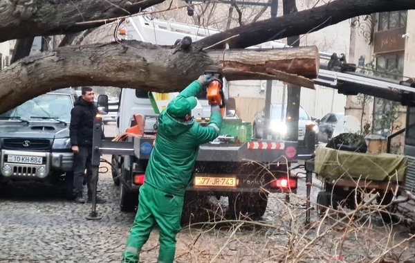 Bakıda güclü külək 78 ağacı aşırdı, 40 ağacın budaqları qırıldı