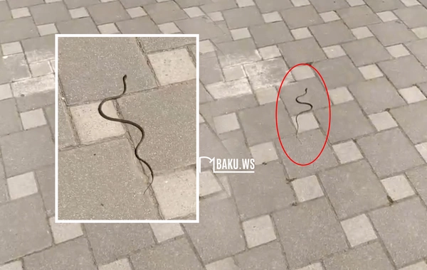 Bakı məktəbində ilan peyda oldu - Valideynlər QORXU İÇİNDƏ