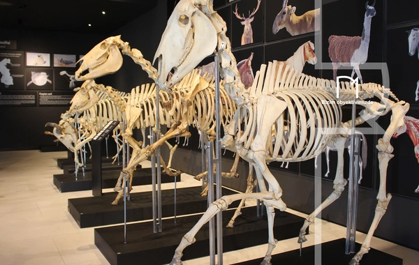 Palçıq Vulkanları Turizm Kompleksi – Azərbaycanın təbiət möcüzələrinə açılan yeni qapı