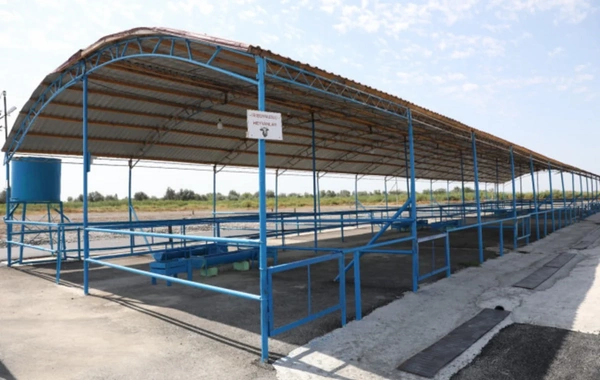 Ağdaş heyvan satışı bazarı fəaliyyətə başlayıb