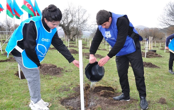 IDEA Gədəbəydə kütləvi ağacəkmə aksiyası təşkil edib