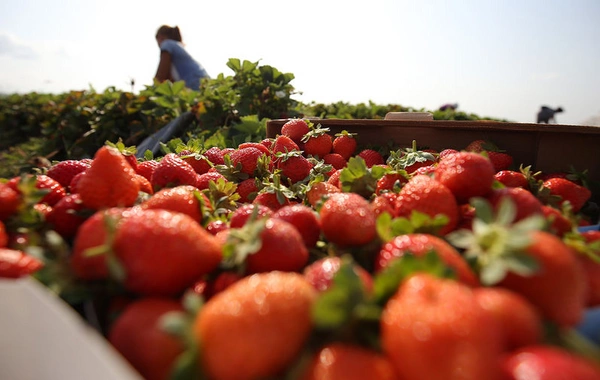The professor explained how much strawberries one should eat during the season