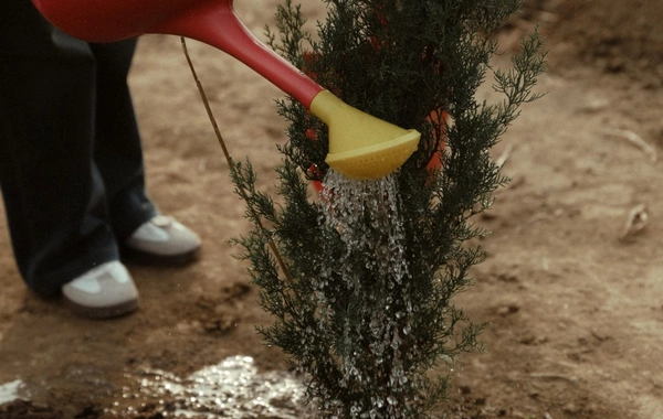 Leyla Əliyeva Mingəçevirdə ekoloji aksiyalarda iştirak edib