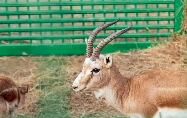 Leyla Əliyeva Mingəçevirdə ekoloji aksiyalarda iştirak edib