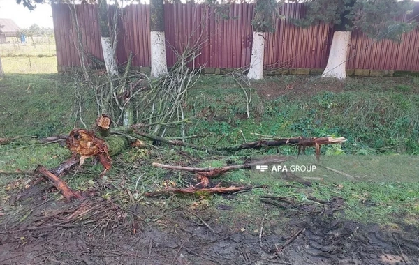 Lənkəranda güclü külək bir sıra fəsadlar törədib, 15-ə yaxın irigövdəli ağac aşıb