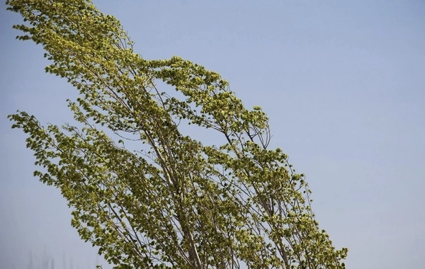 Küləkli hava şəraiti ilə bağlı sarı xəbərdarlıq verilib