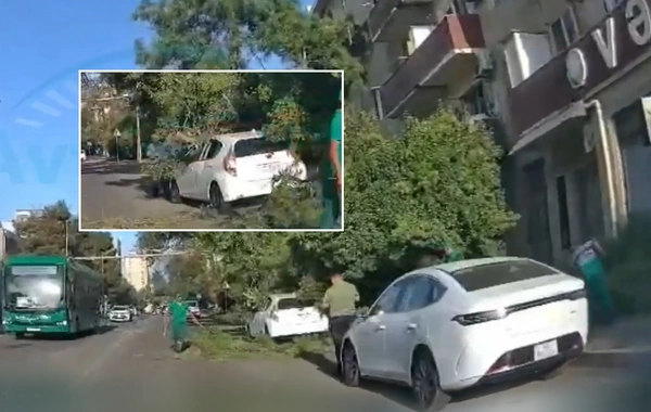 Bakıda nəhəng ağacın budaqları maşının üzərinə düşdü