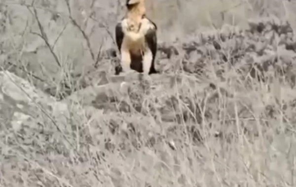 Хищная птица бородач замечена в Лачыне