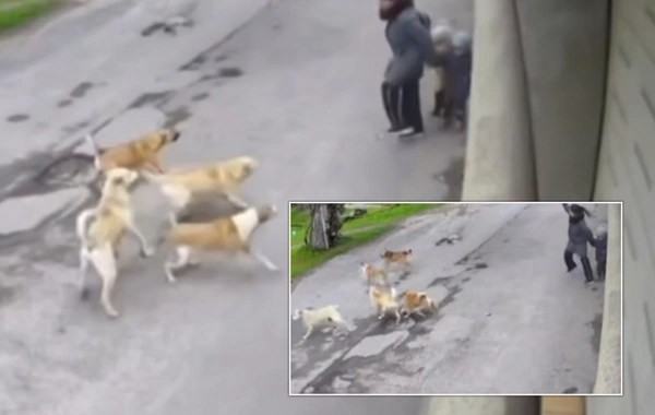 İtlərin hücum anında ana özünü övladlarına sipər etdi