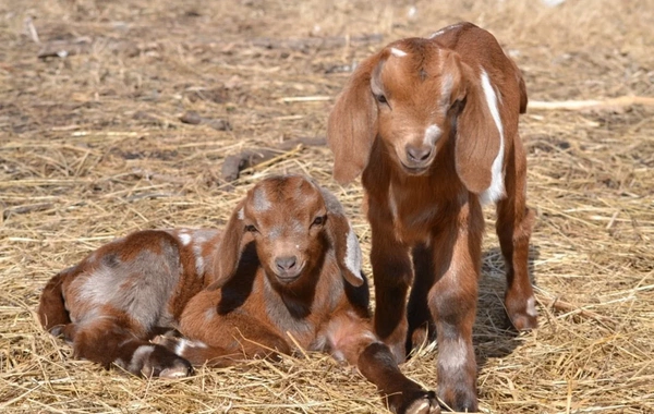 В Азербайджане вырос спрос на мясо козленка: в чем причина?