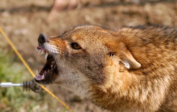Üstümə cumdu, barmağımın bir hissəsini qopardı - Ucarda çaqqal hücumunun yeni TƏFƏRRÜATI