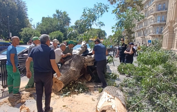 Bakının mərkəzində sükanı bloklanan maşın ağaca çırpıldı - GÖRÜNTÜLƏR