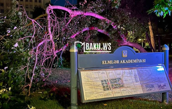 Parkda skamyada oturan gənclərin üstünə ağac aşıb