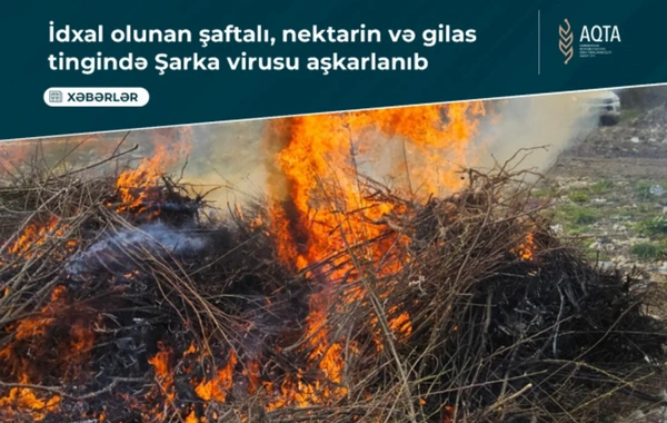 В Азербайджане выявили опасный вирус в саженцах из Турции