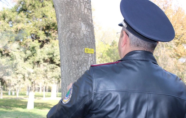 Naxçıvanda ağacların nömrələnməsinə başlanılıb