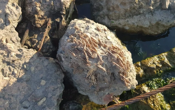 Abşeron sahillərinə kütləvi çəyirtkə hücumunun səbəbi bilindi