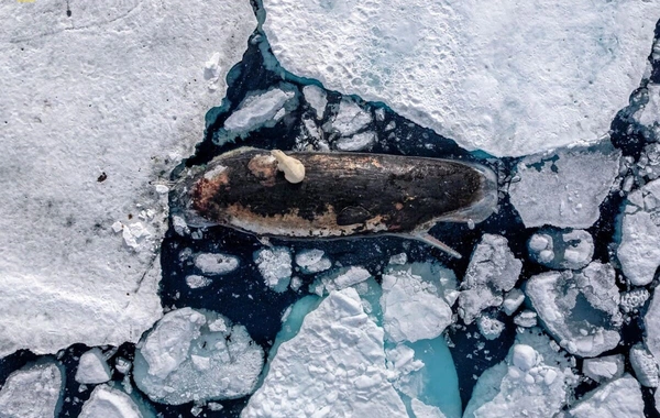 "Photos of the Year" from National Geographic: the most "powerful" photographs of 2025 published