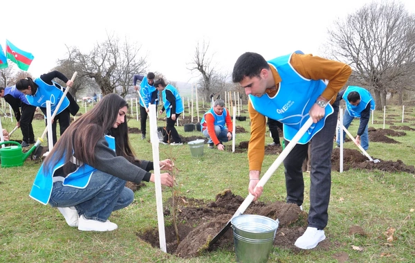 IDEA Gədəbəydə kütləvi ağacəkmə aksiyası təşkil edib