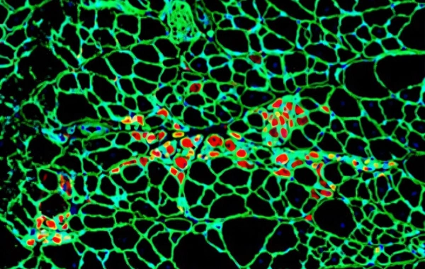 Раскрыто пять правил, которые поддерживают порядок в организме
