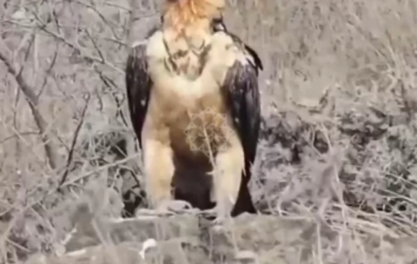 Хищная птица бородач замечена в Лачыне