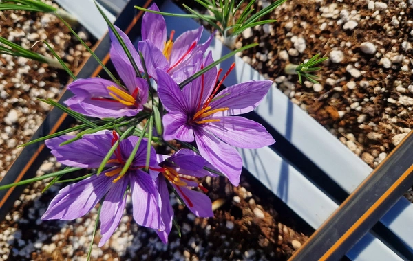 Potensiyanı yaxşılaşdıran təbii vasitə müəyyən edilib