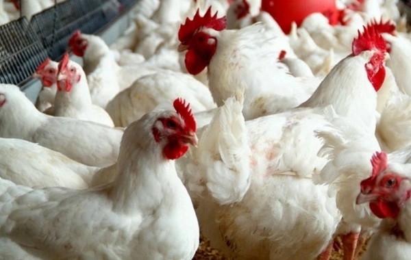 Azərbaycanda quş qripi və Nyukasl xəstəliyinə yoluxma var? - Rəsmi