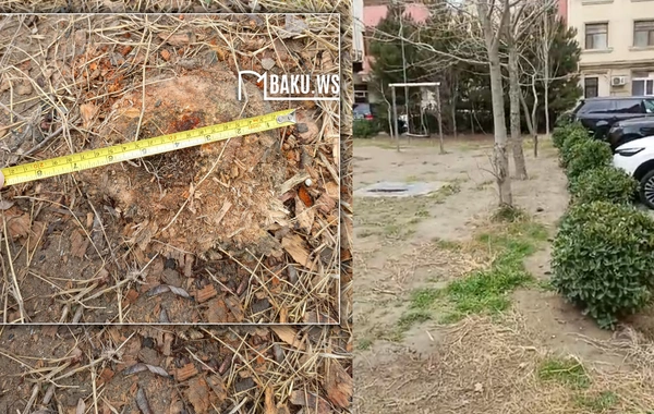 Bakıda 10 metrlik ağac bir gecədə yoxa çıxarıldı