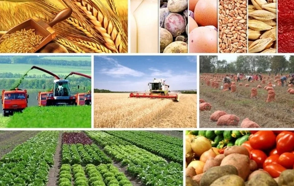 Fermerin qayğısı nədir? - Aqrar sahə üçün süni intellekt və vahid bazar təklifi