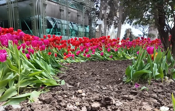 Кто затоптал цветы на бакинском бульваре?