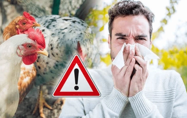 Quş qripi virusu insana keçə bilər - Mütəxəssisdən qorxulu xəbərdarlıq