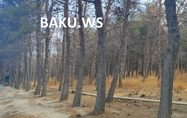 Biləcəri parkında ağaclar kütləvi kəsilib?