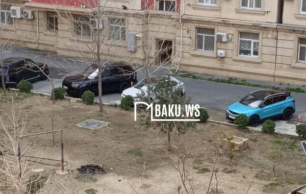 Bakıda 10 metrlik ağac bir gecədə "yoxa çıxarıldı"