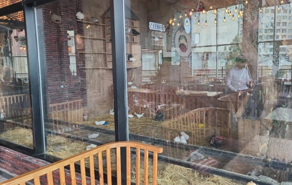 Bakıda restoranda heyvanların qanunsuz saxlanıldığı aşkarlanıb