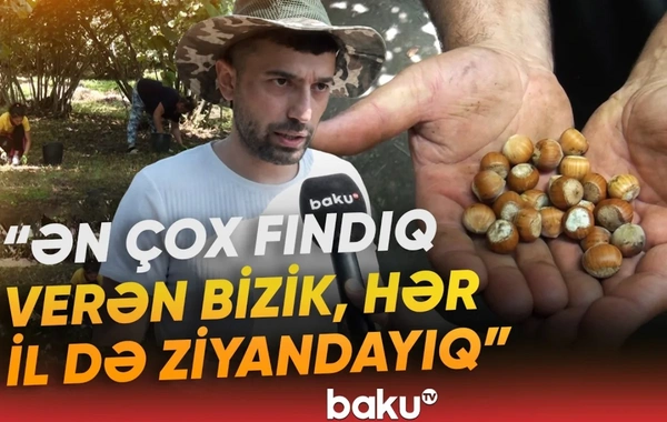Qax sakinlərinin yığdığı fındıq niyə əllərində qalıb?