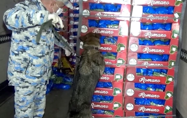 "Kahı" adı ilə ölkəyə külli miqdarda marixuana keçirmək istədilər