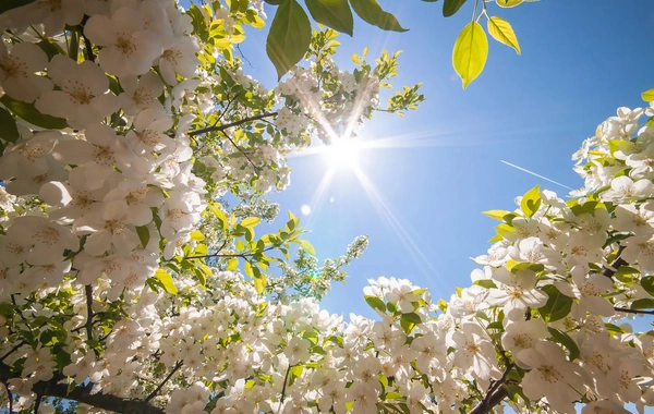 Sabah havanın temperaturu 27 dərəcəyədək yüksələcək