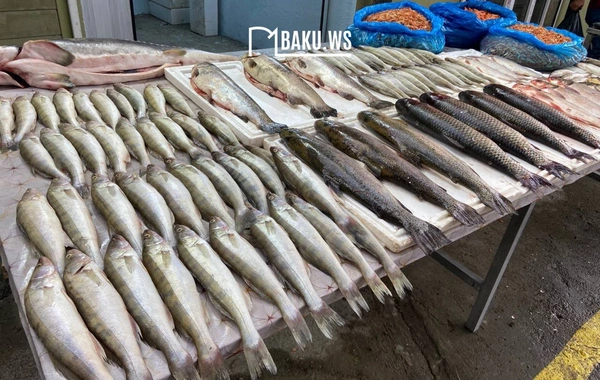 Bakıda balıq yarmarkası fəaliyyətə başladı