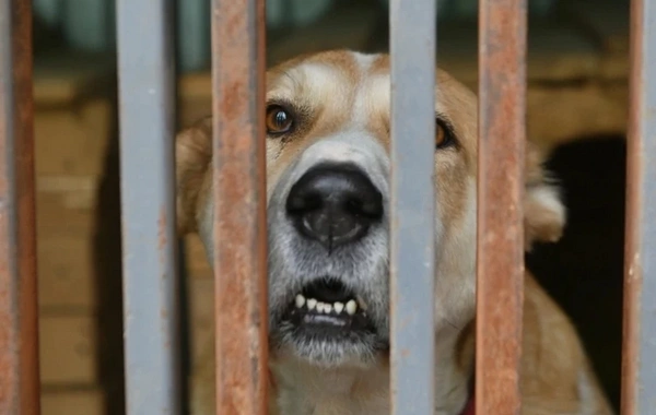 Euthanasia of stray animals has been allowed in Russia