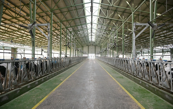 Prezident İlham Əliyev Şamaxıda "Şirvan Aqro" heyvandarlıq kompleksinin açılışında iştirak edib