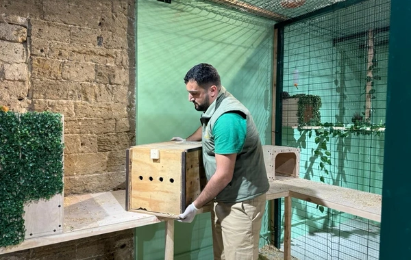 "Poniland"də qanunsuz saxlanılan vəhşi heyvanlar xilas edilib