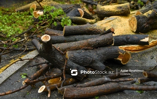 В Баку зафиксирована ночная вырубка деревьев: начата проверка