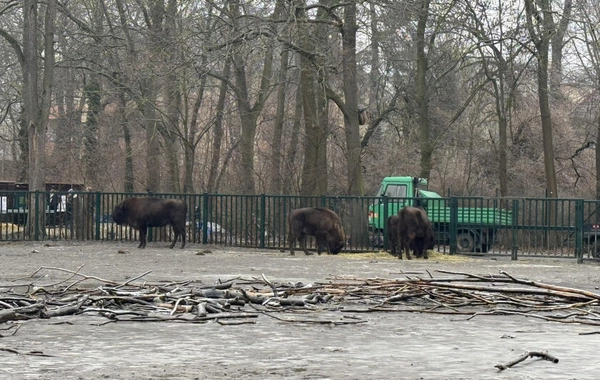 Almaniyadan Azərbaycana 18 zubr yola salınıb