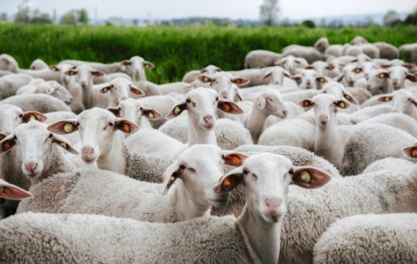 Цены на жертвенных животных растут: что происходит на рынках перед праздником?