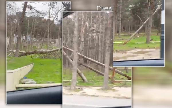 Biləcəridə ACINACAQLI HAL - Ağacları kütləvi məhv edən kimlərdir?