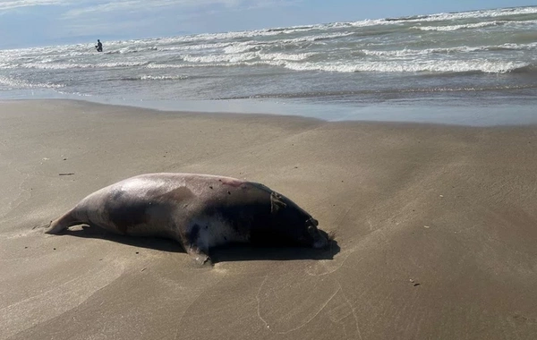 На побережье Каспия вновь нашли погибших тюленей