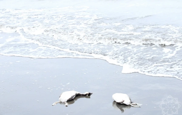 На побережье Каспия в Хачмазе погибли тысячи поганок