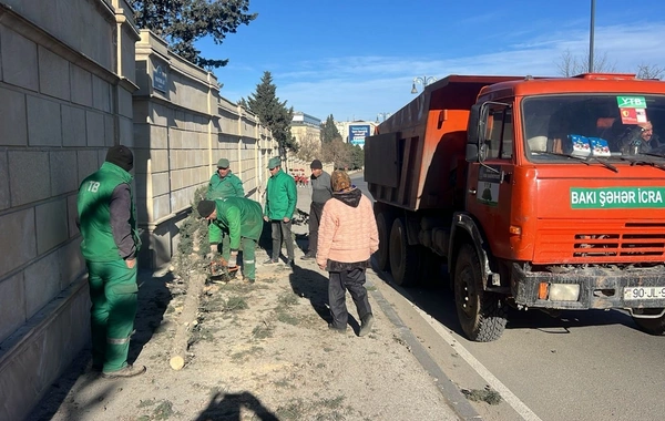 В Баку сильный ветер повалил 8 деревьев