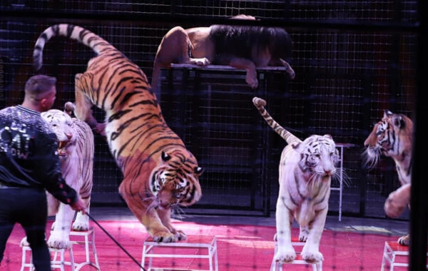 Rusiyada sirkdə panika: pələng tamaşaçılar tərəfə atılıb