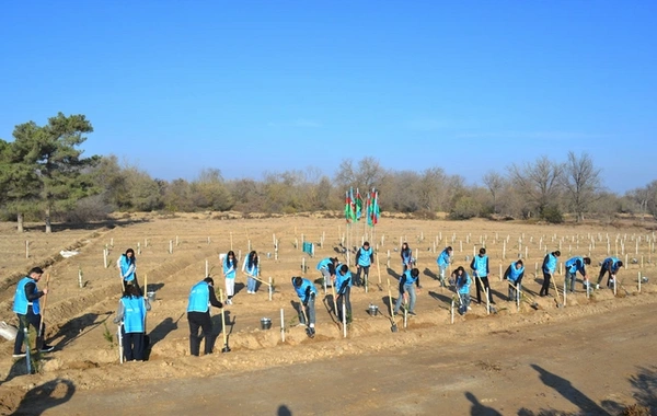 IDEA Bərdə və Beyləqanda kütləvi ağacəkmə aksiyaları təşkil edib